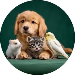 Tailyboo's profile image