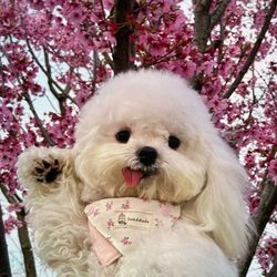 funnpetstime's profile image