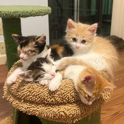 toe beans inc!🐾's profile image