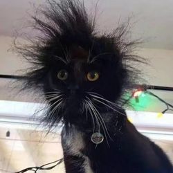 CuteYellowKitty's profile image