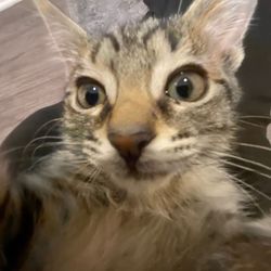 Obi's profile image