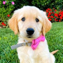Charly The Golden's profile image
