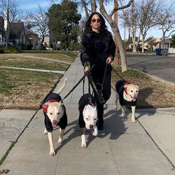 House_of_pitties 🇵🇷 🇺🇸's profile image