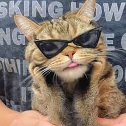 Cattylolcat202's profile image