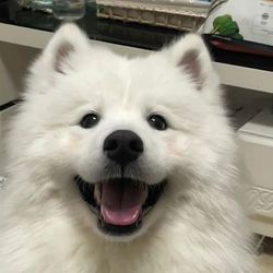 the.snapfuel's profile image