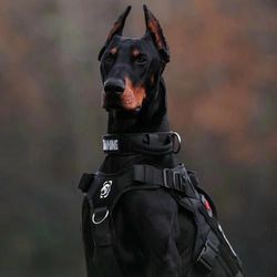 Jaxon Ryder's profile image