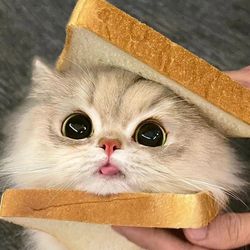 warmkitten55's profile image