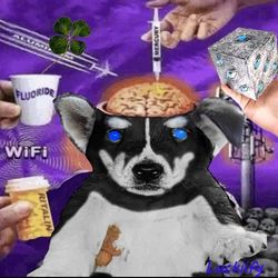 NoCrazyTrick's profile image