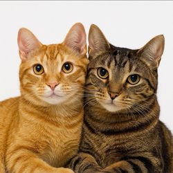 Duncan & Milo 🐱🐱's profile image