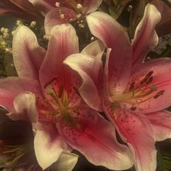pretty_lillies0's profile image