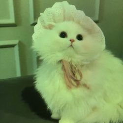 ndhda4's profile image
