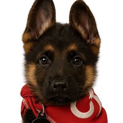 Saban The Shepherd's profile image