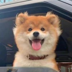 Dogs funny-187's profile image