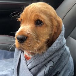 Lewis Reynolds ox's profile image