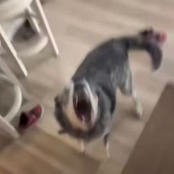 evilpuppyfanpage's profile image