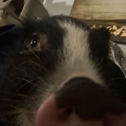 Merki <3's profile image