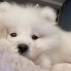 Vancho Rah's profile image